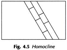 Homocline