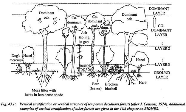 Vertical Stratification or Vertical Structure of Temperate Deciduous Forests