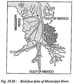 Bird-foot Delta of Mississippi River