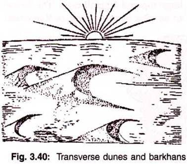 Transverse Dunes and Barkhans